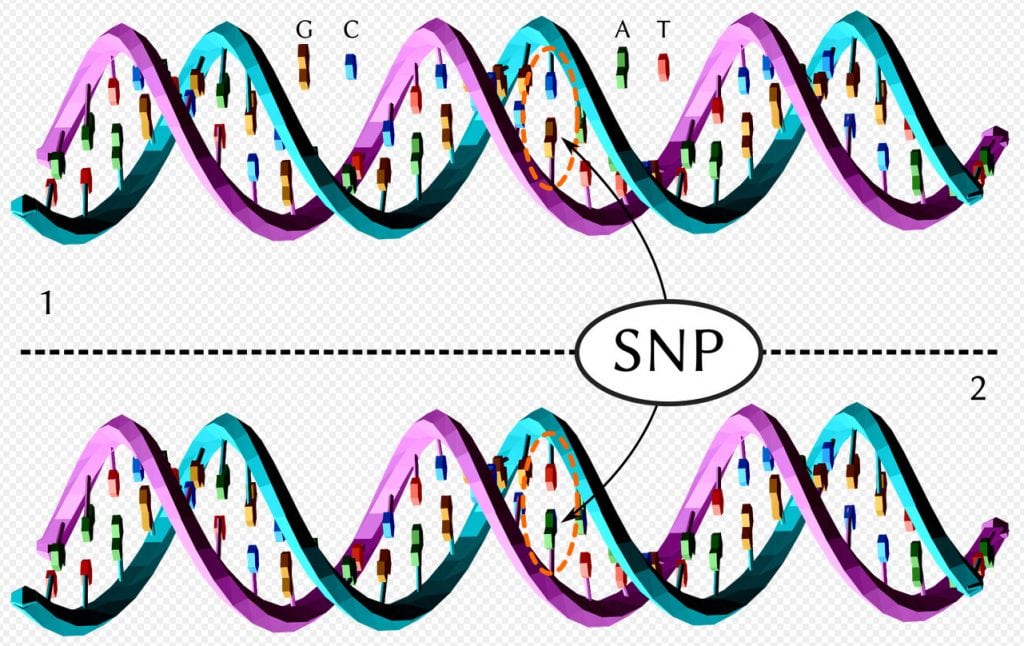 Illustration der DNA-Doppelhelix mit SNP-Variation im genetischen Code.